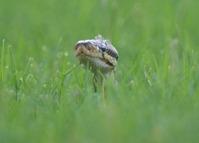 ranji trophy 2019-20 andhra vs vidarbha match snake stops play in vijayawada
